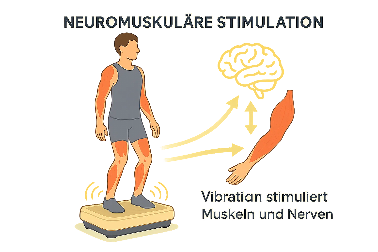 Vibrationsplatte Erfahrung: Muskelkontraktionen und Aktivierung der Tiefenmuskulatur durch Vibrationen